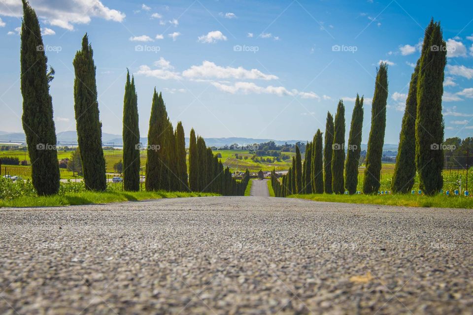 Visiting vineyards 