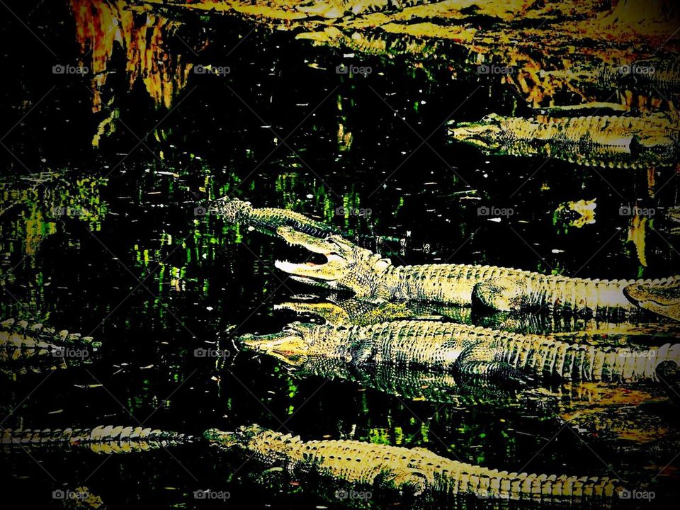 Alligators in the wild