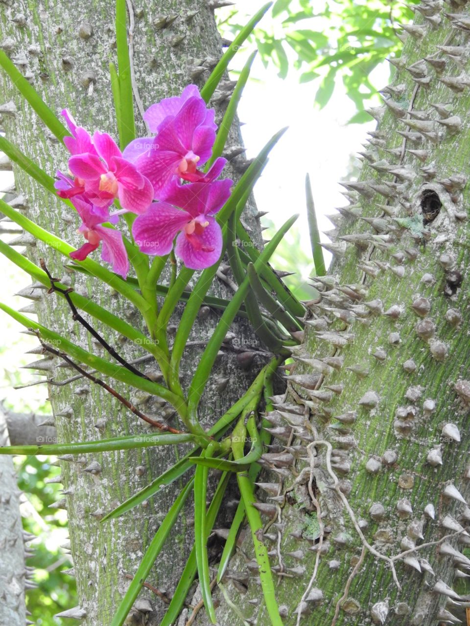 The orchid and the thorn