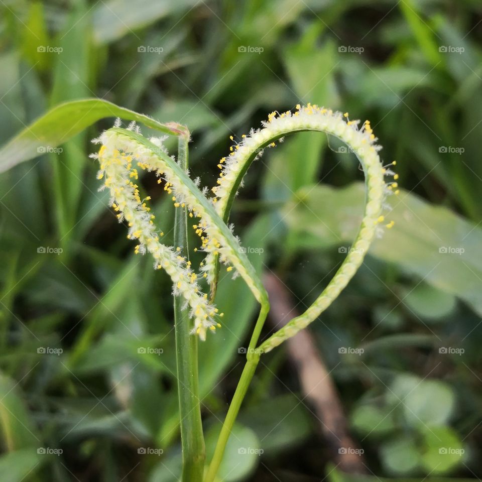 Grass flower in the morning can make our heart falling in love.