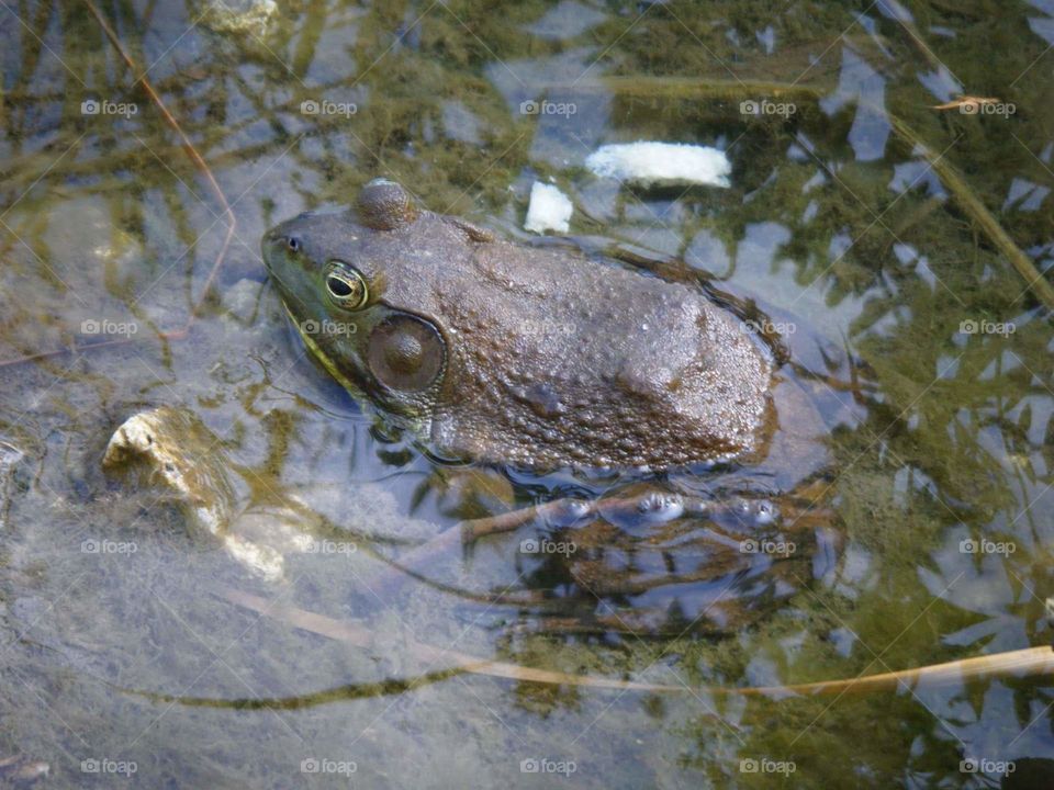 bull frog