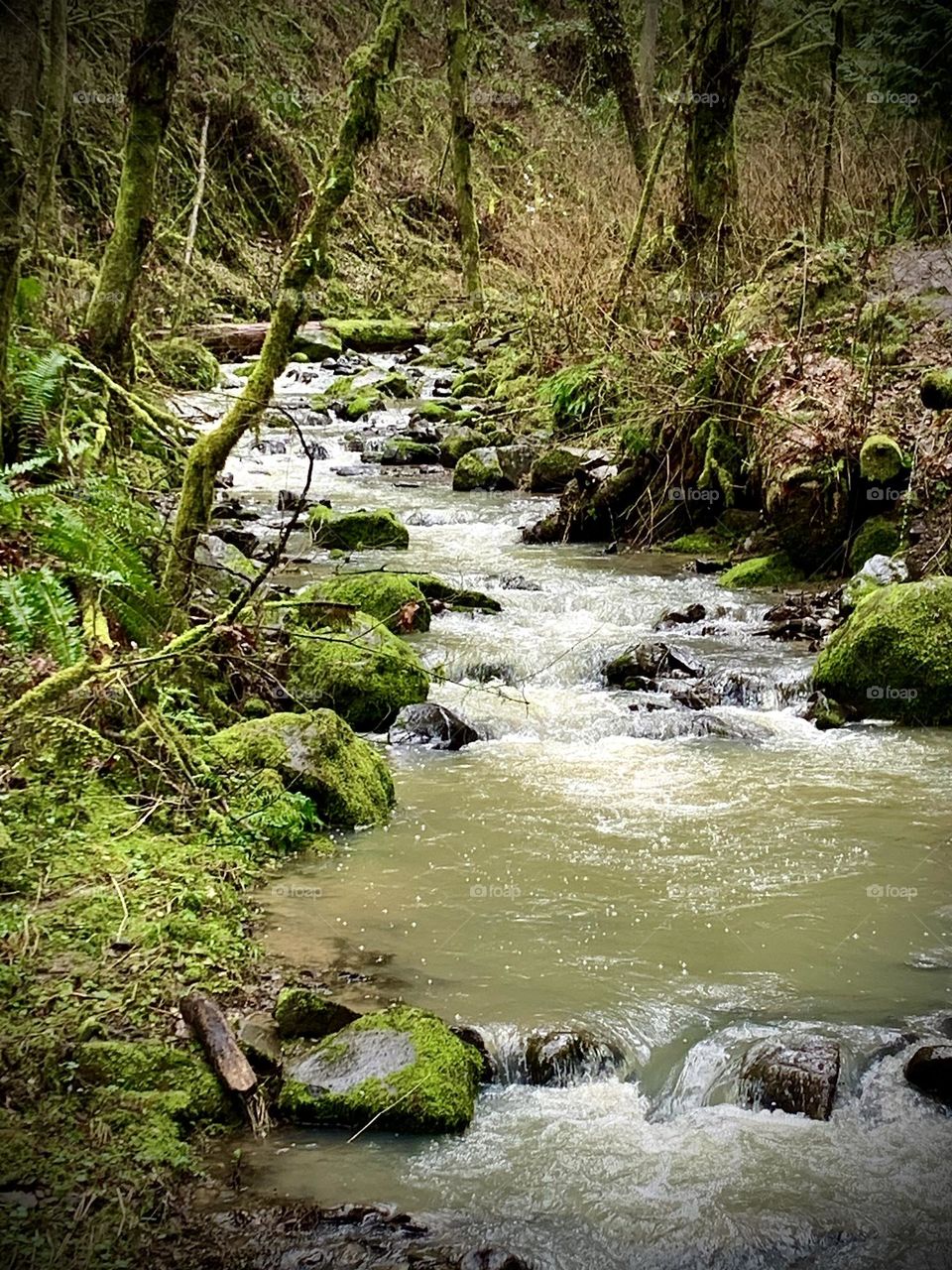 Beautiful NW Portland, Oregon 2023