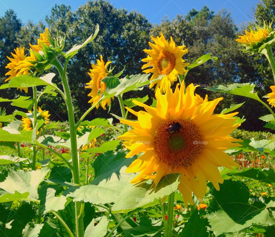 Sunflower field  