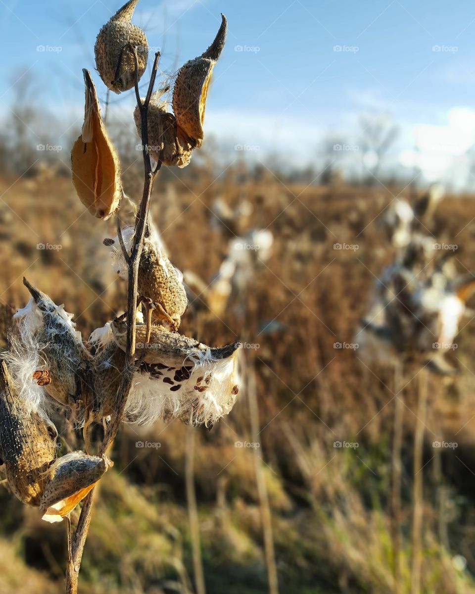 Seeding Milkweed