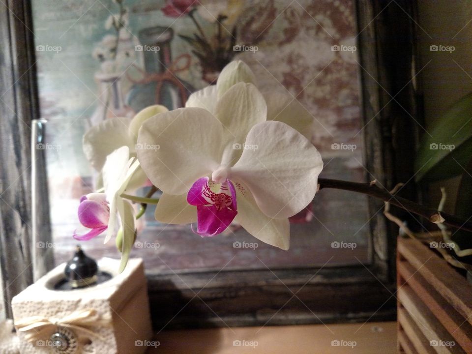 Light on Orchid