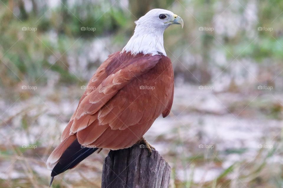 Brahmin kite