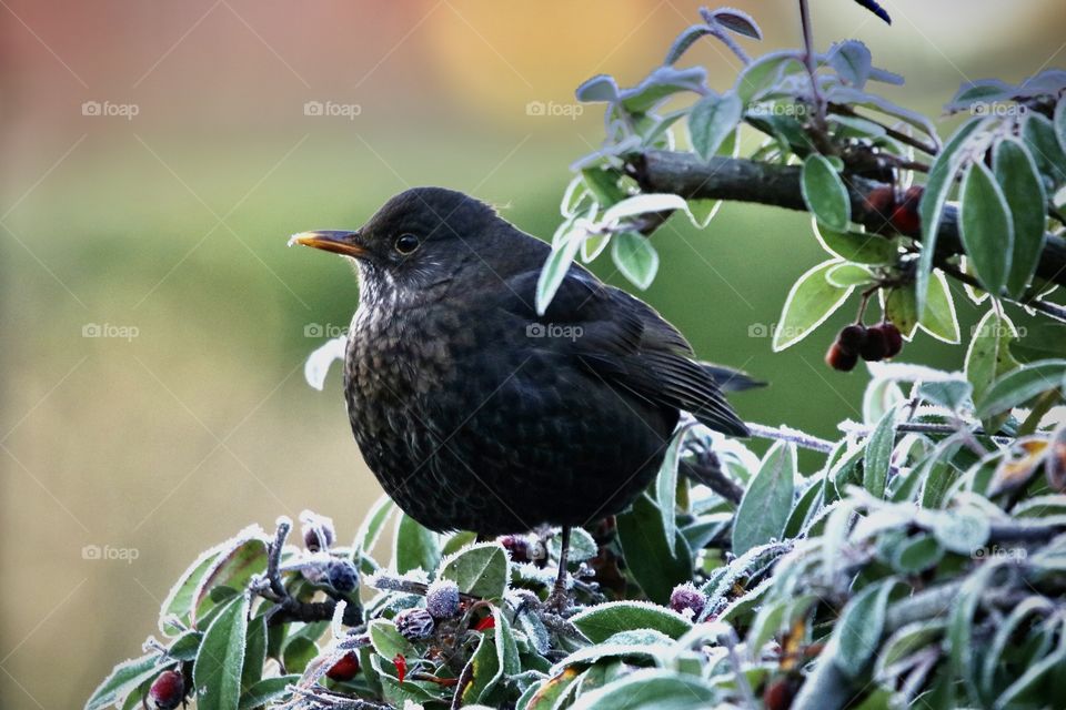 Finale Blackbird today's breakfast - frozen fruit