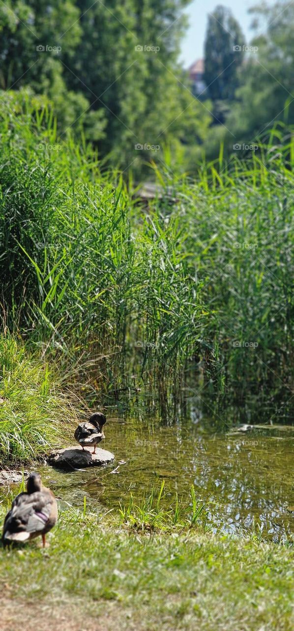 Lake with ducks