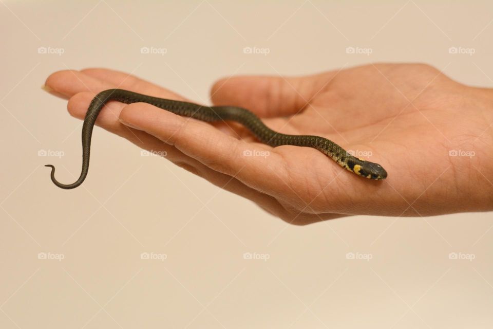 snake in the hand