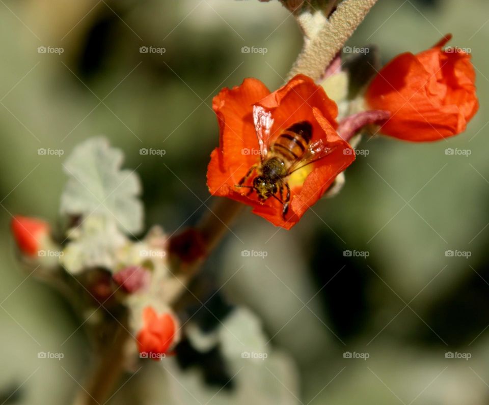Bee on a Desert Flower