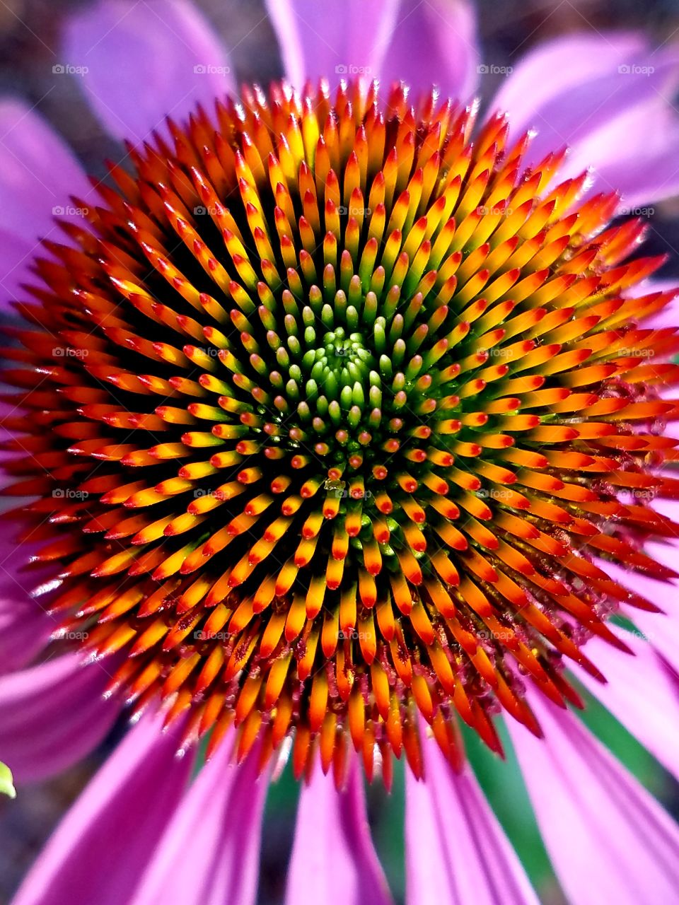 coneflower