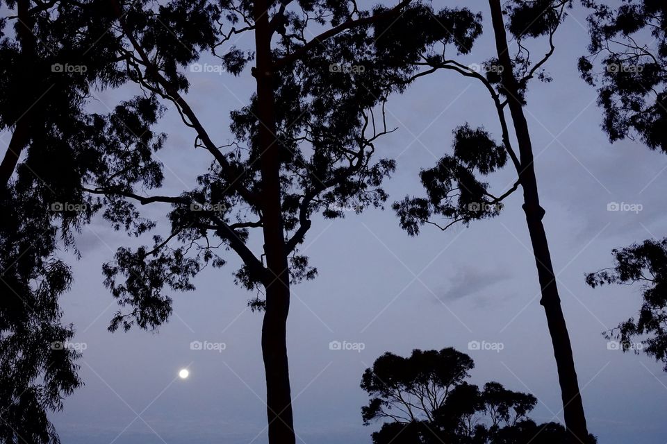 The landscape after the time of sunset. There is the moon between trees situated in the park.