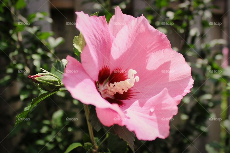 Hibiscus Flower
