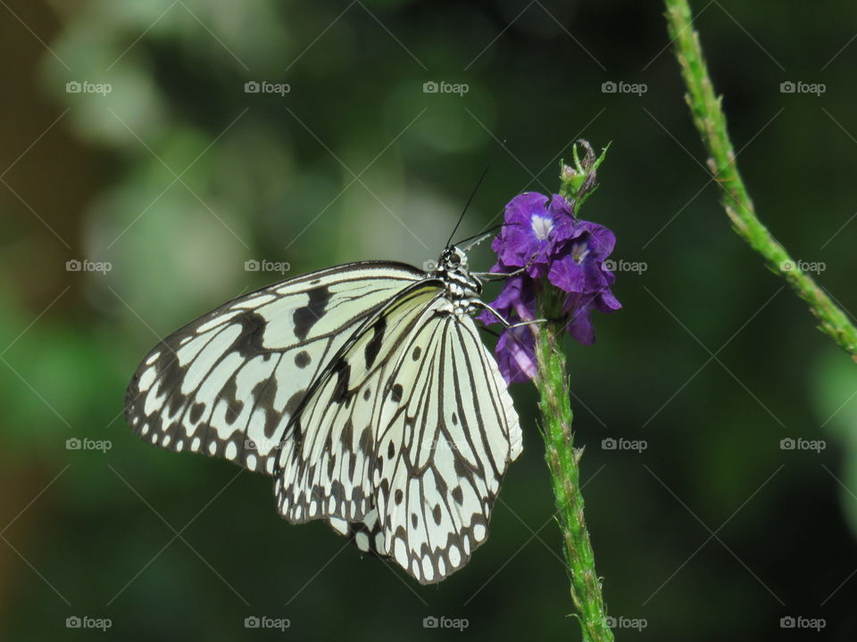 paper kite butterfly