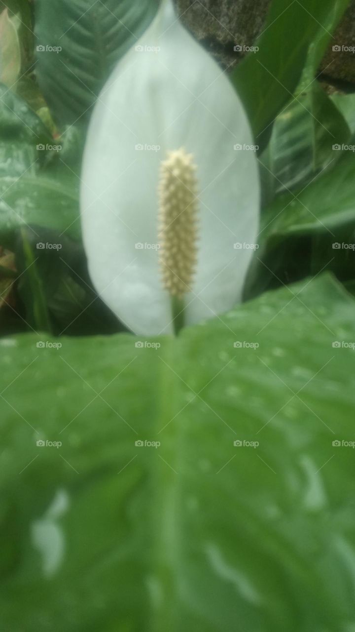 Spathiphyllum cochlearispathum commonly called peace lily- green & wide leaves, white petal flower, Ecology; grows in moist, shady, lowland areas with moderate rainfall ; Captured on March 14th, 2023 - Rantepao, north Toraja regency, Indonesia.