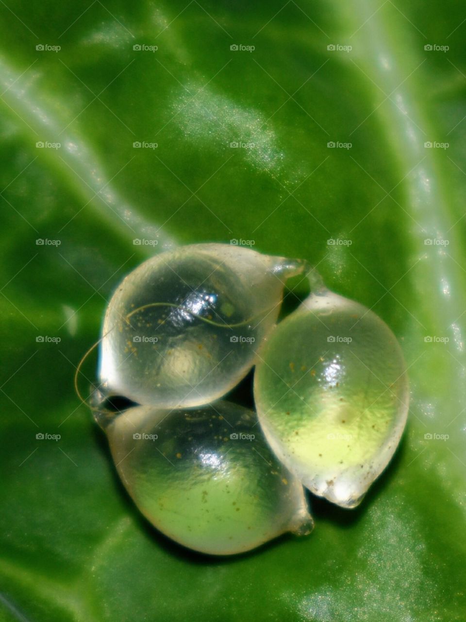 Snail eggs