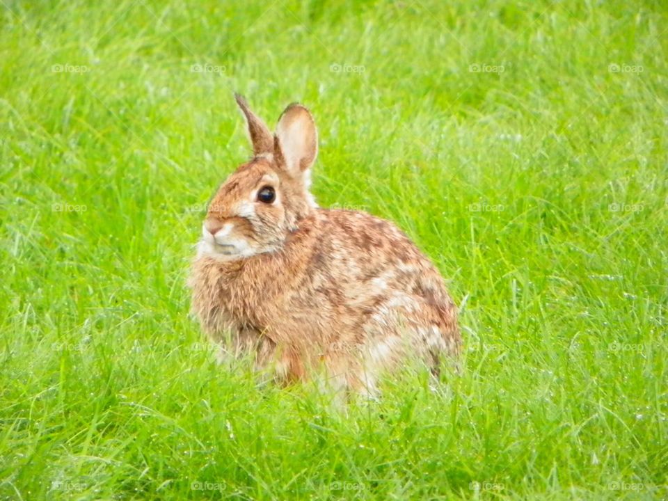 Rabbit in my Backyard