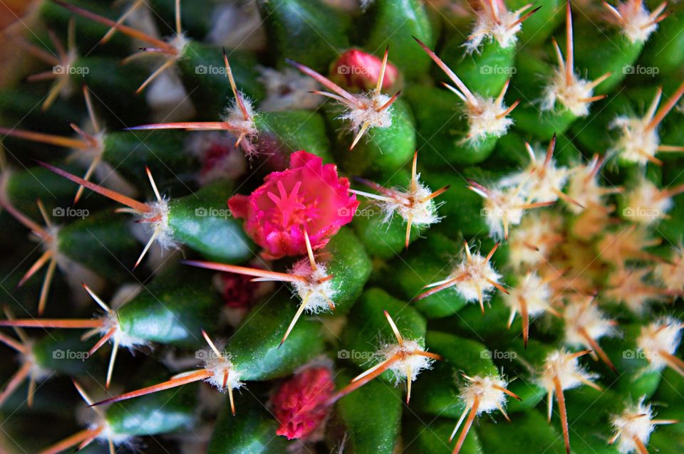 cactus flower