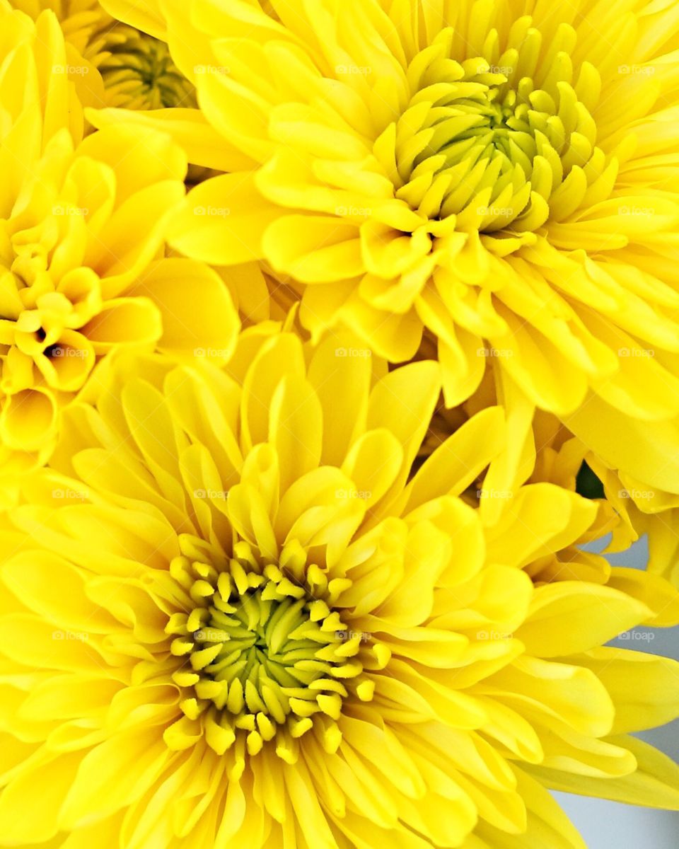 Yellow flowers