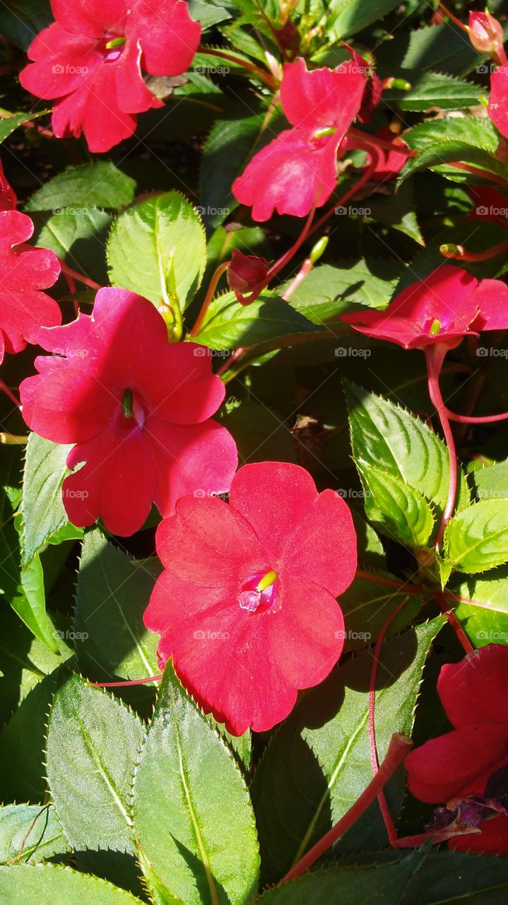 Nature, Flower, Flora, Garden, Leaf