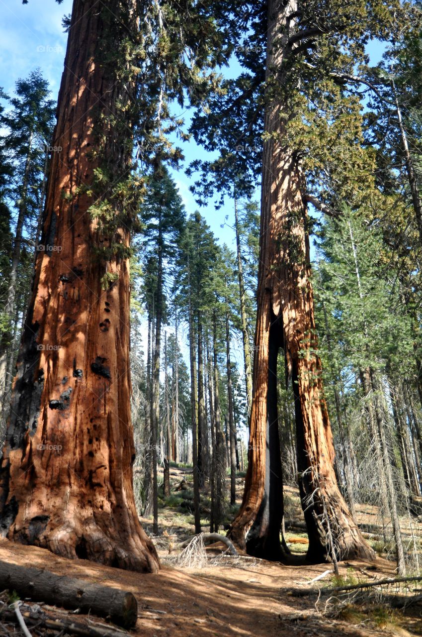 Sequoia National park