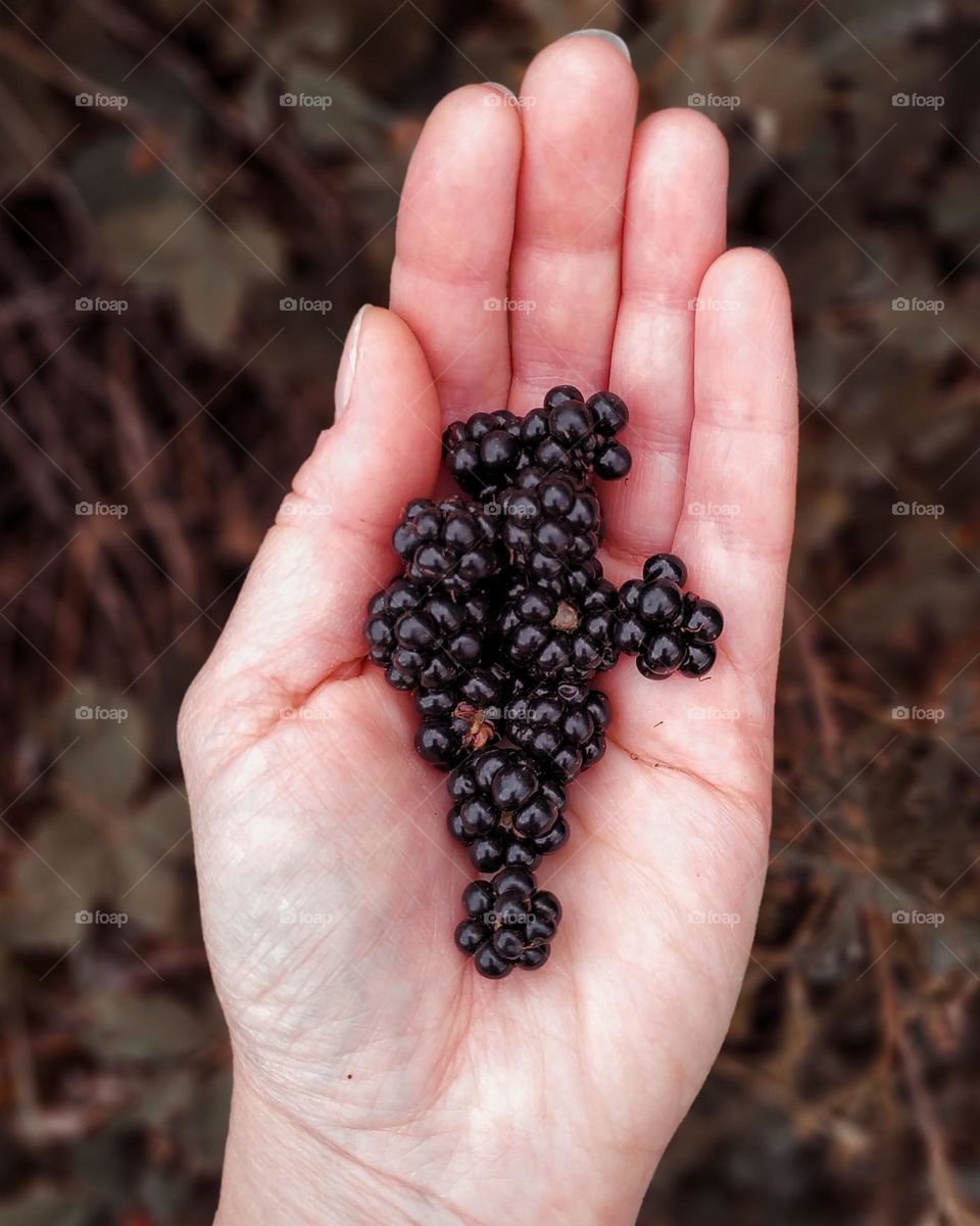 blackberries in the palm of your hand. summer food