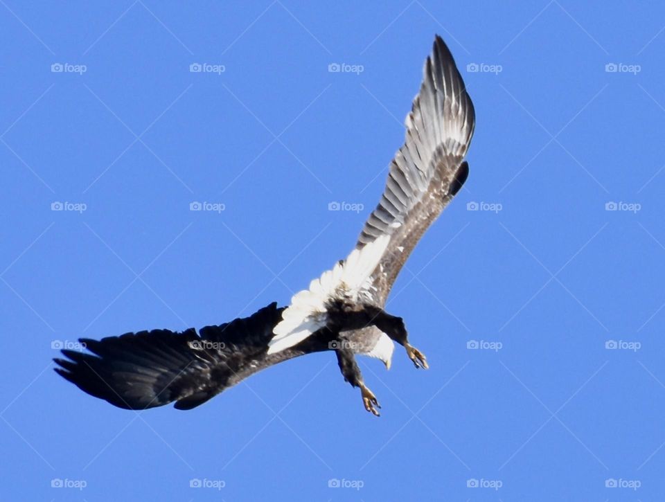 Bald Eagle in flight viewed from the underside 