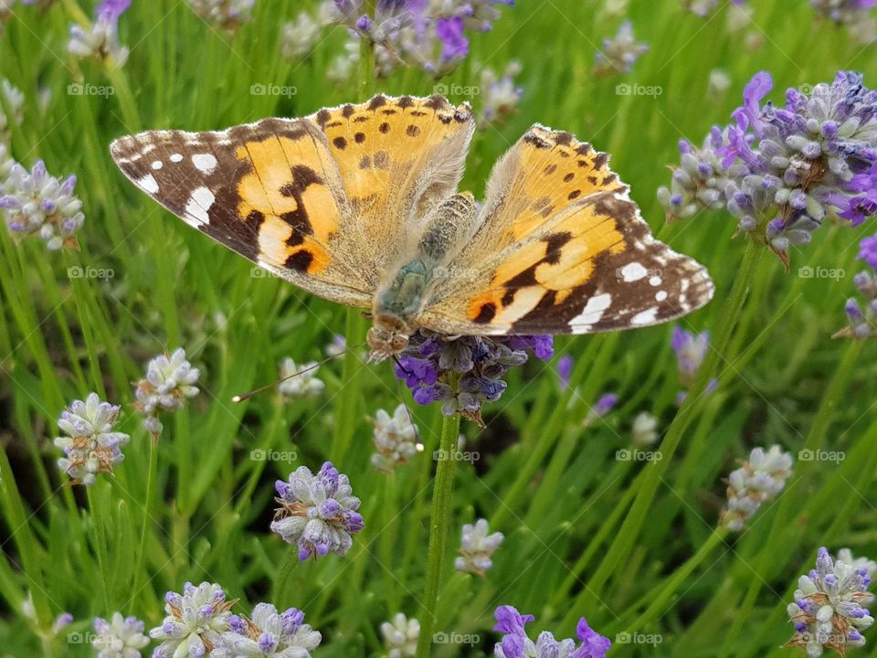 Butterfly on lavender