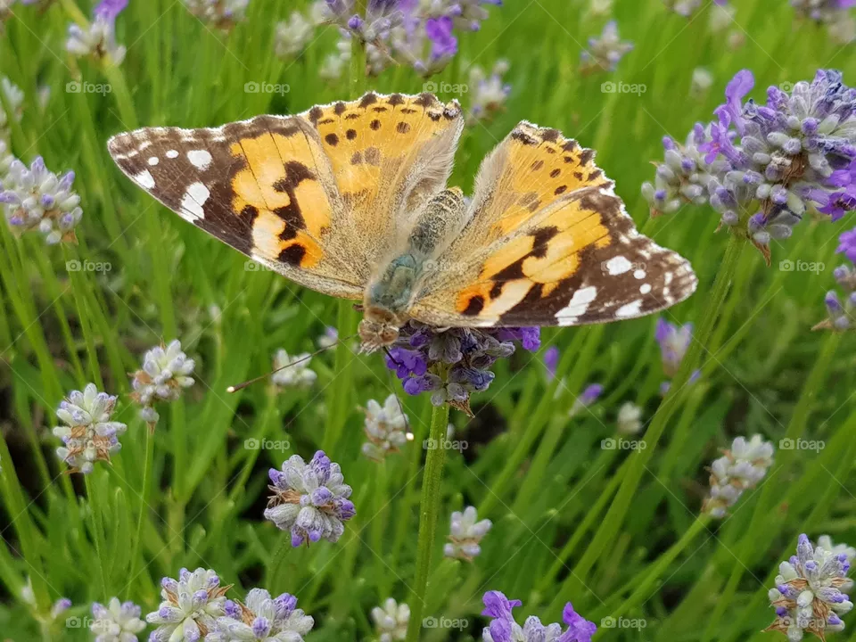 Butterfly on lavender