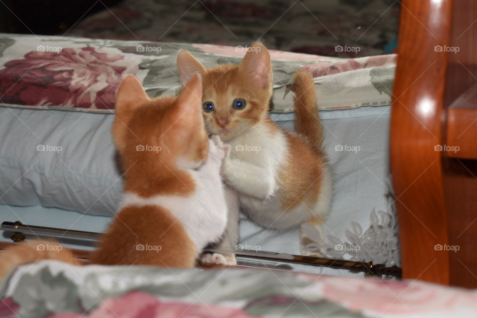 Mirror kitty 