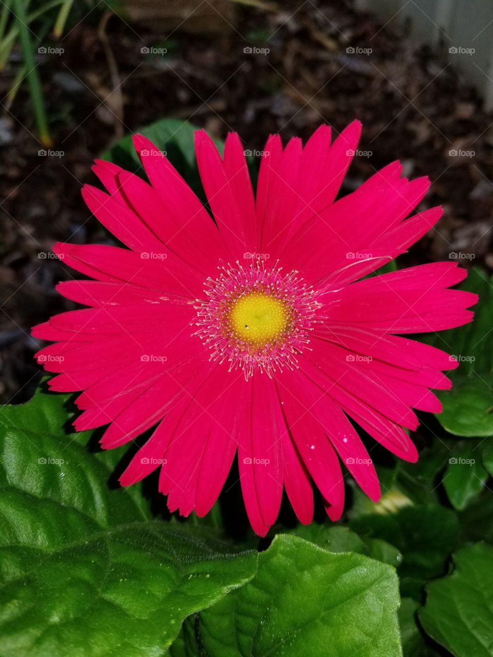 Gerbera daisie with Beautiful red and yellow