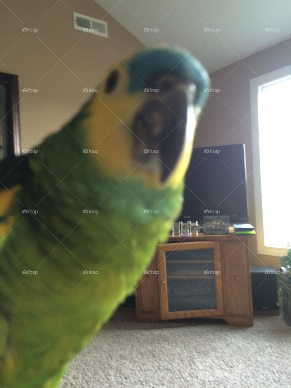 Parrot blocking the view of the tv, wanting attention 