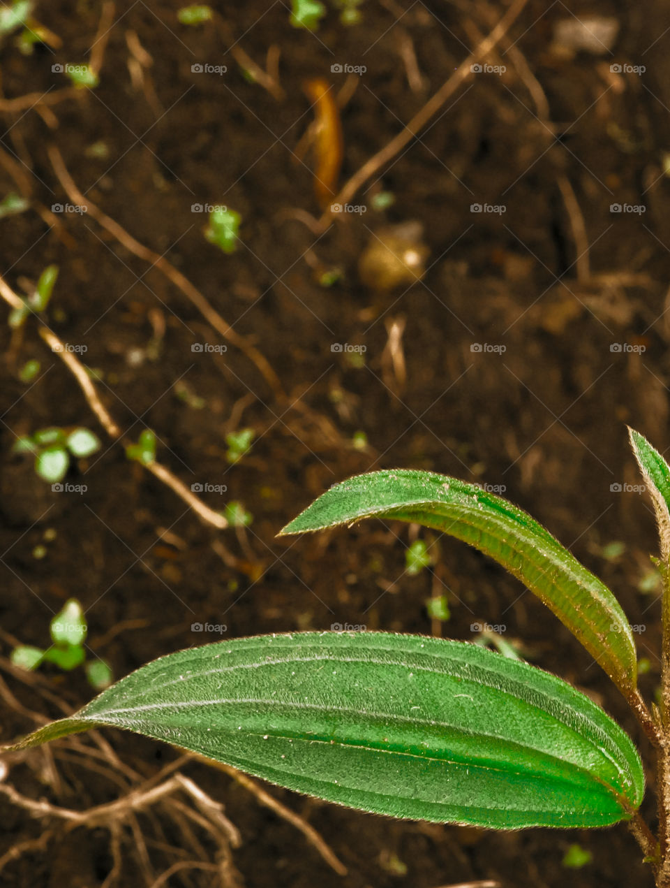grass grass thrives on the slopes mountain