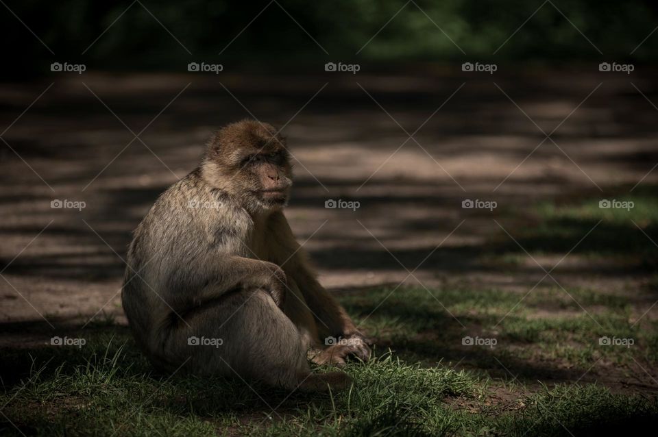 Barbary macaque (Macaca sylvanus)