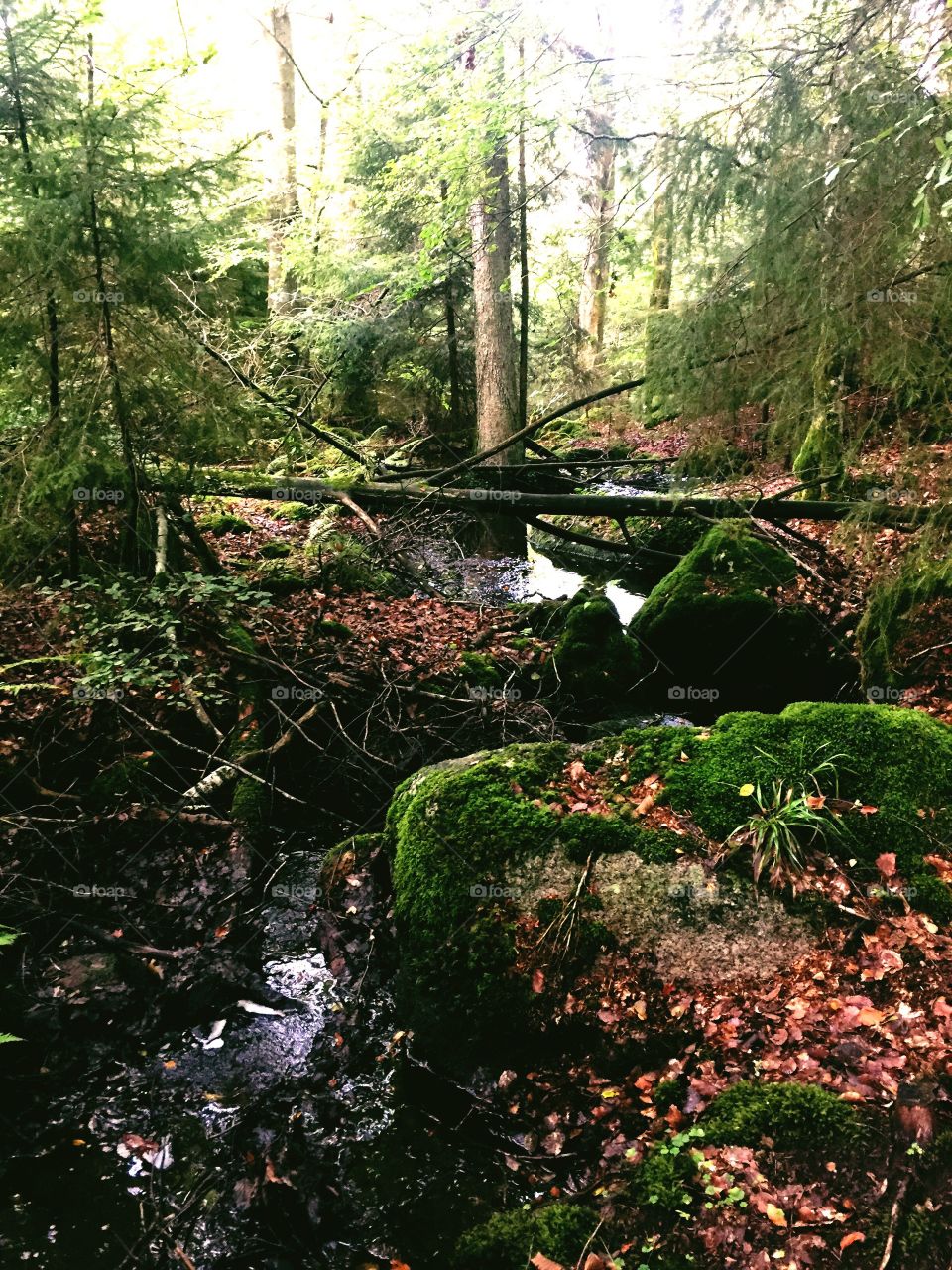 River in the forest