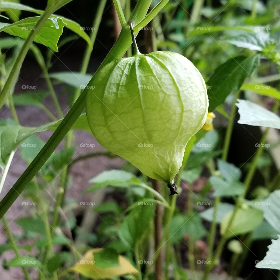 garden tomatillo