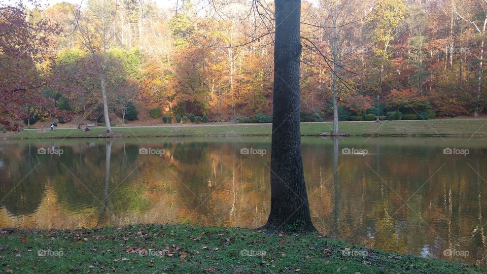 Fall, Tree, No Person, Water, Landscape