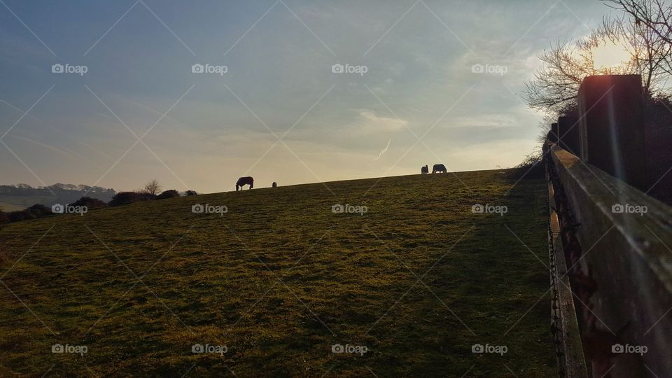 a silhouette of Horses with back-lit sky