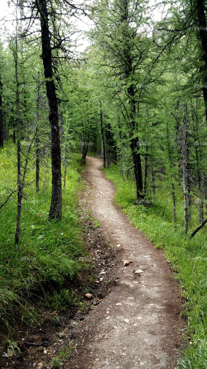 go where the trail leads