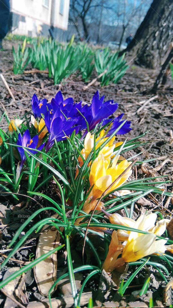 Plant plants to celebrate