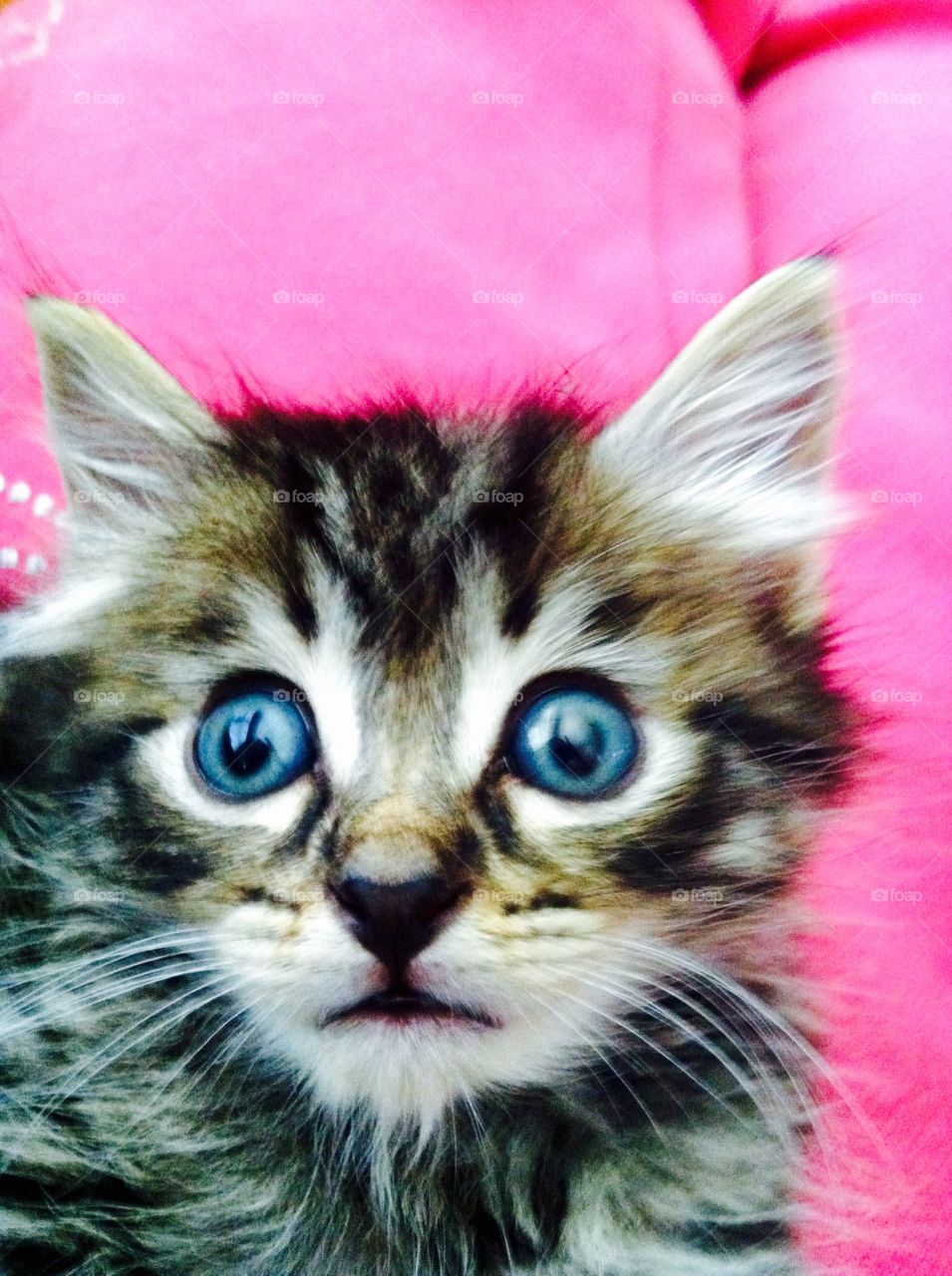 Purrty kitty . Sweet blue eyed kitten posing for camera 