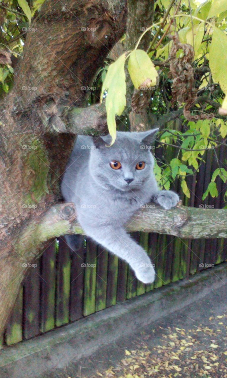 my cat on a tree