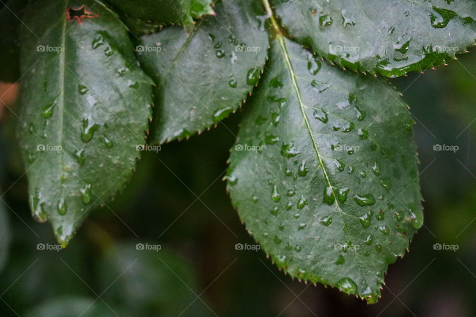 Macro shot of water of leaves with dew drops