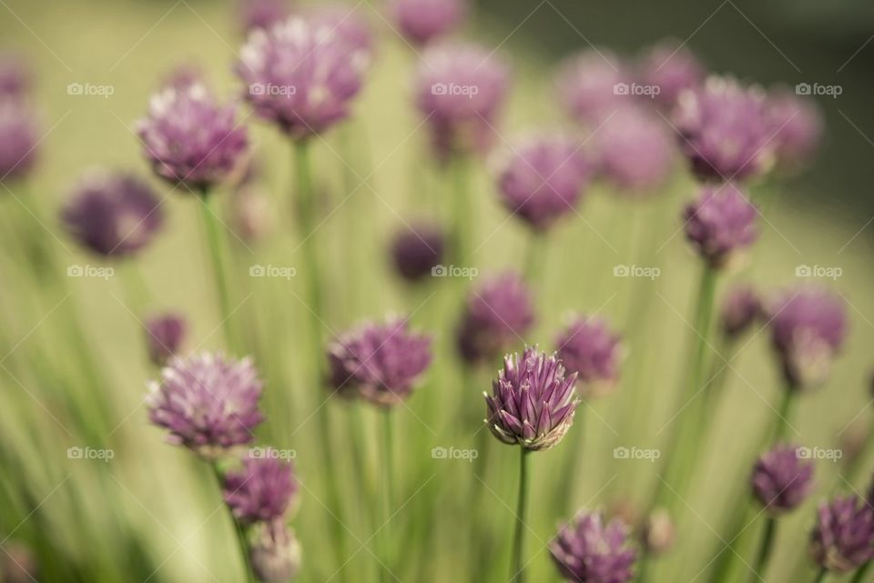 Chives