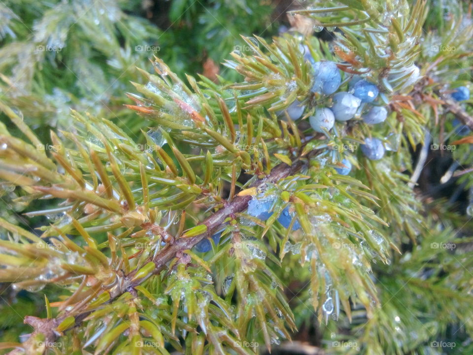 morning dew. Dew dripping from juniper
