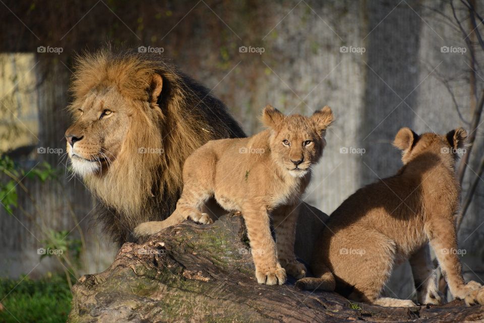 Close-up of lion and cubs