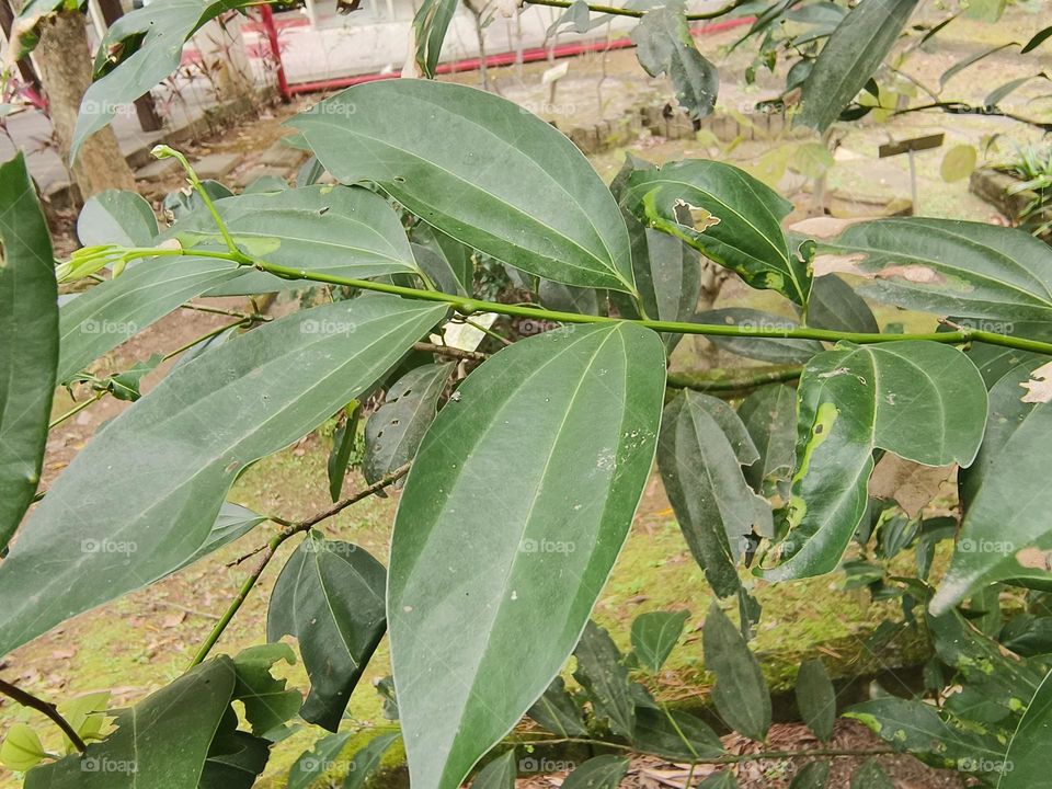 Odourbark Cinnamomum, Beinan Township, Taitung County