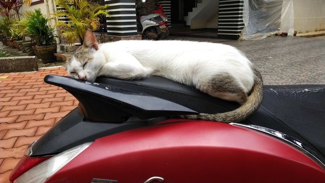 cat sleep