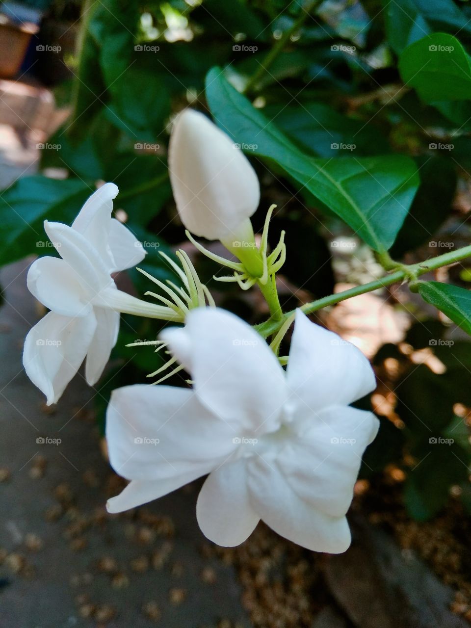 The beauty of jasmine flowers