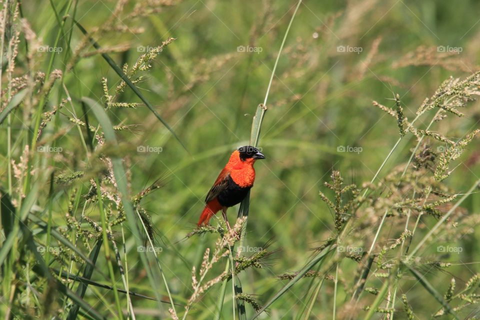 Orange Bishop in reeds